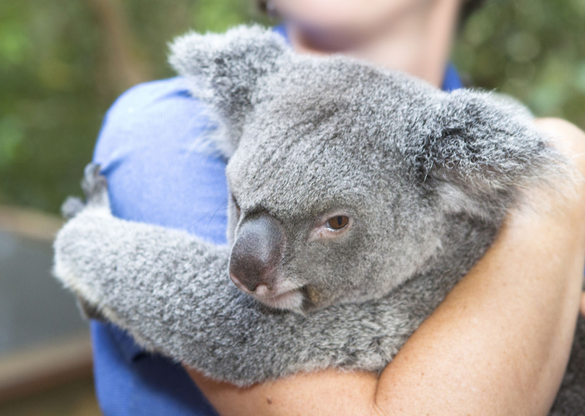 Here's Where Can You Meet or Cuddle a Koala in Queensland