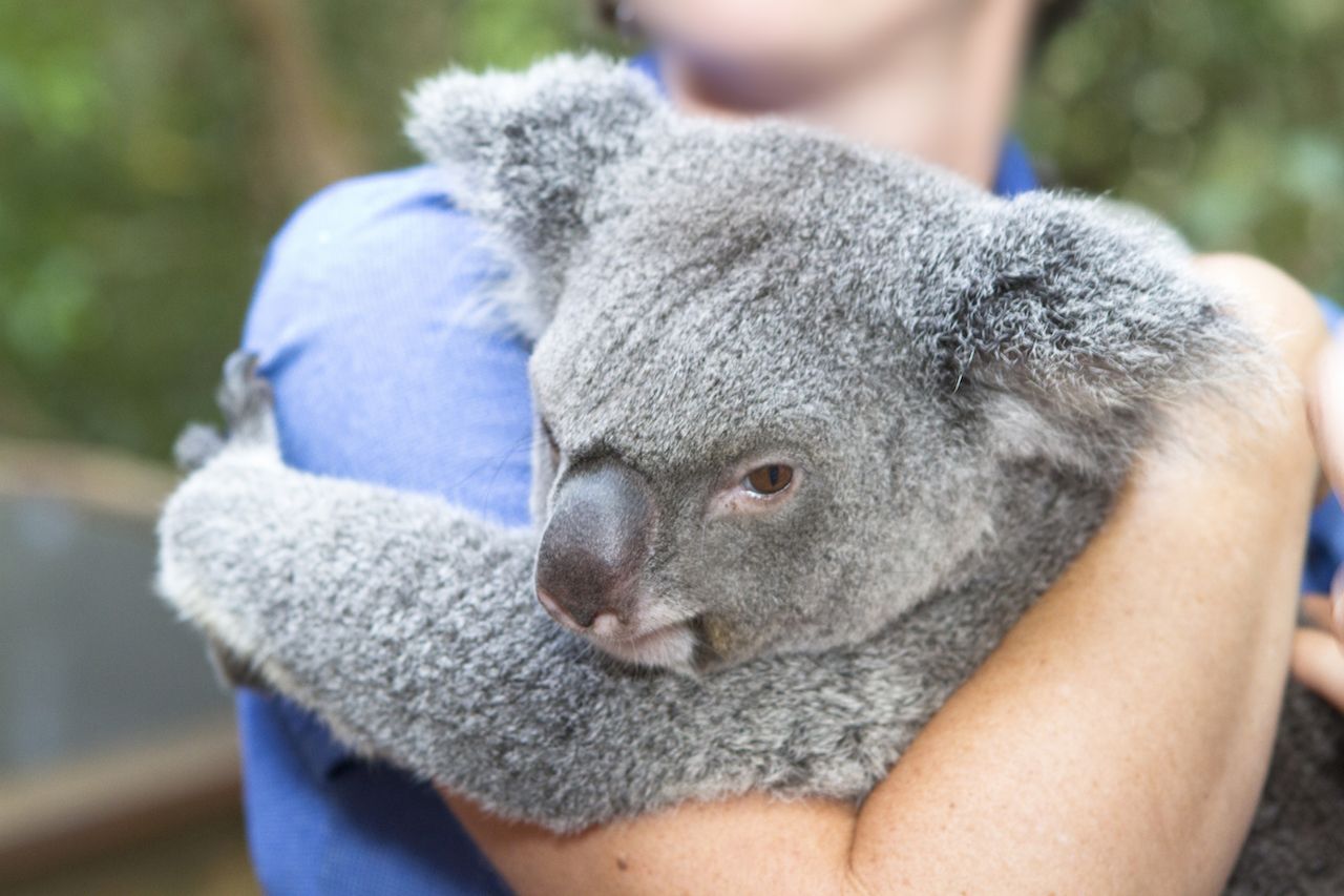 Hugging koalas in Australia: Why tourists should stop
