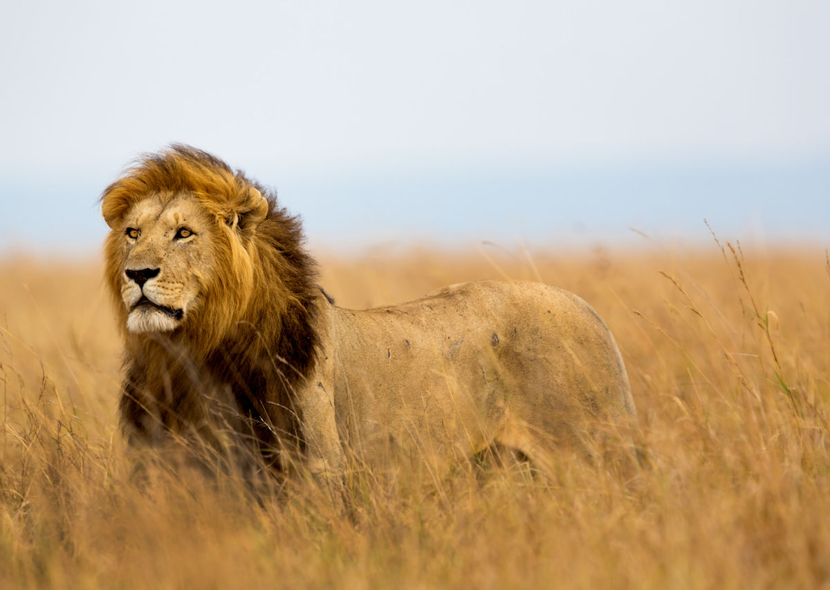 The Lion Trophy Import Ban Was Lifted by the US Government