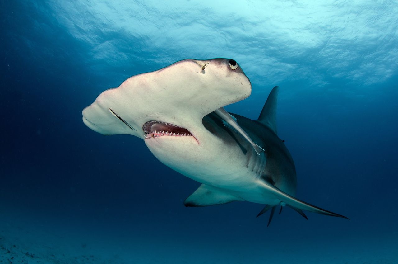 hammerhead shark rare ocean animals 