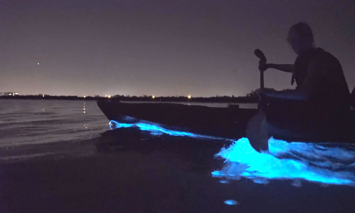 3 Best Places For Bioluminescent Kayaking in Florida - Florida Trippers