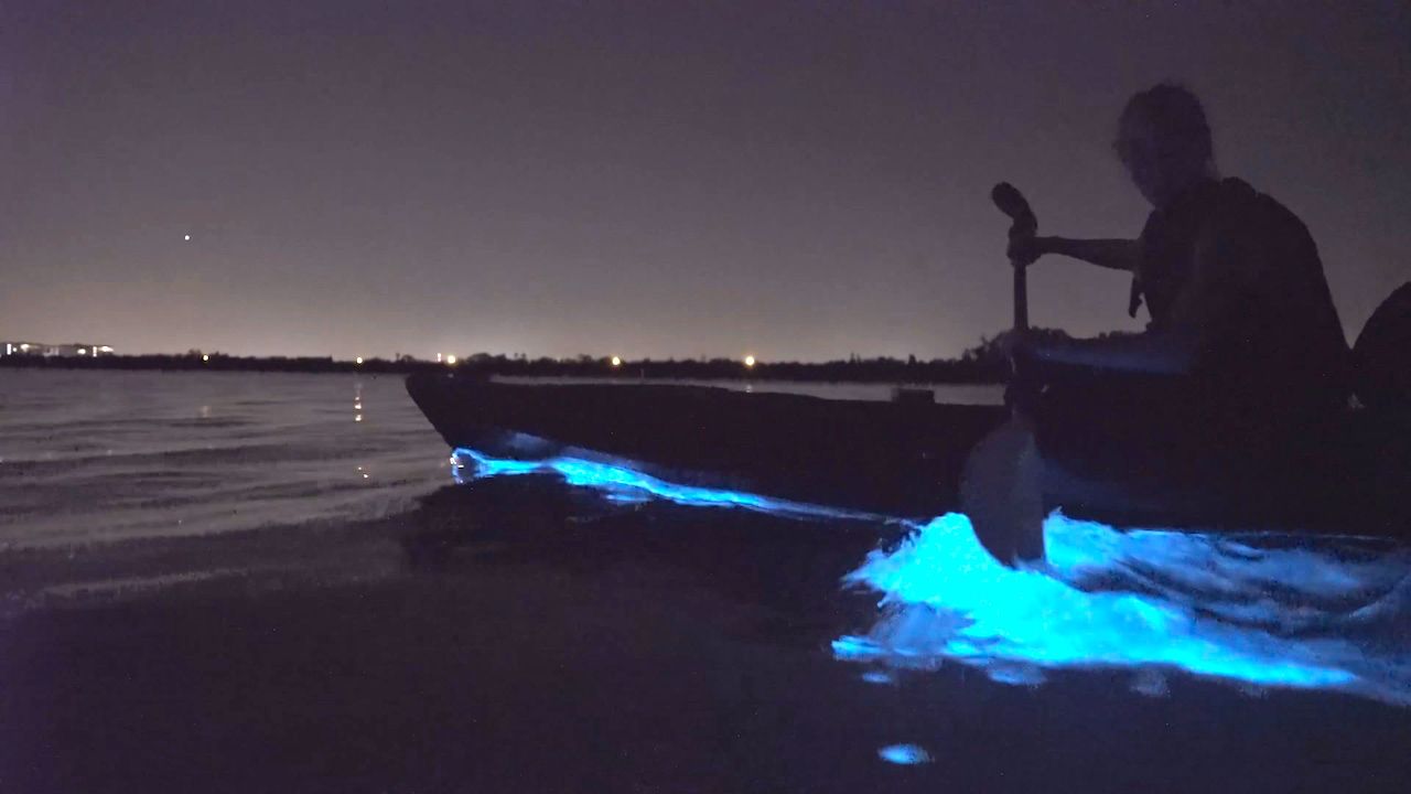 Kayak Through Florida’s Amazing Bioluminescent Waters