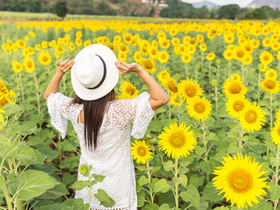 Sunflower farm bans tourists forever due to people taking too many photos