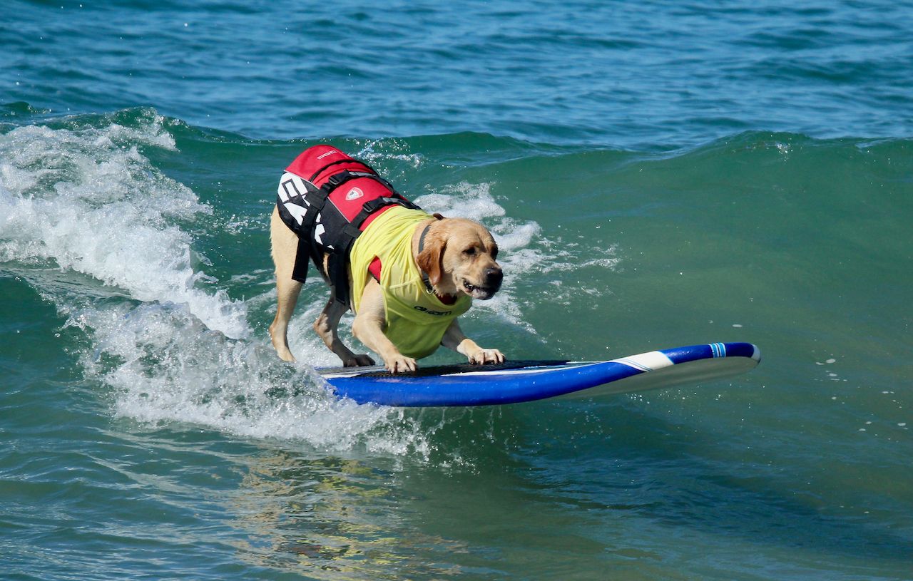 Where to Watch the World Dog Surfing Championships in California 2018