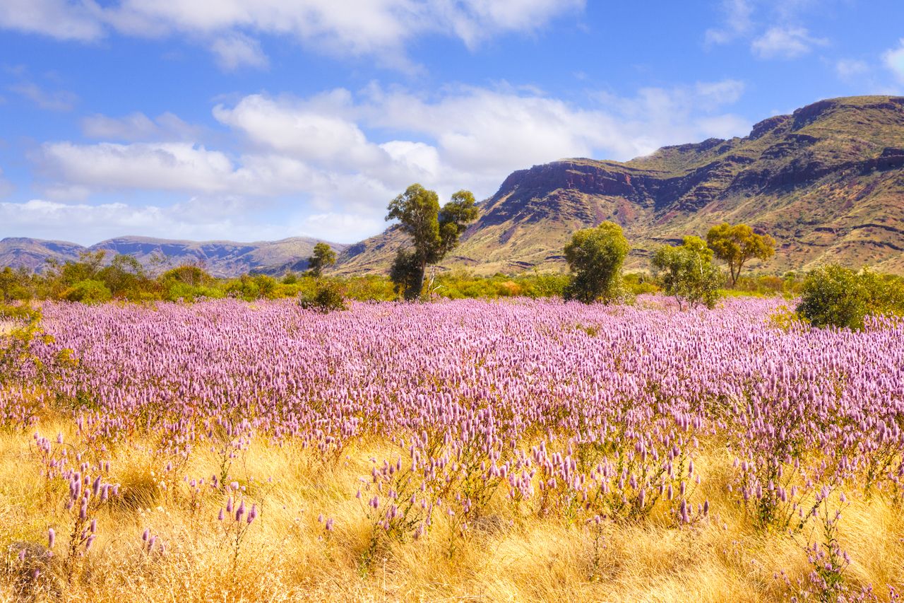 Rare Wildflower Bloom in Western Australia Rare Wildflower Bloom in Western Australia