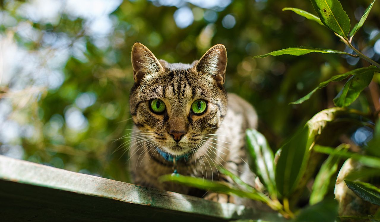 New Zealand Town of Omaui Wants To Ban Pet Cats To Save the Birds