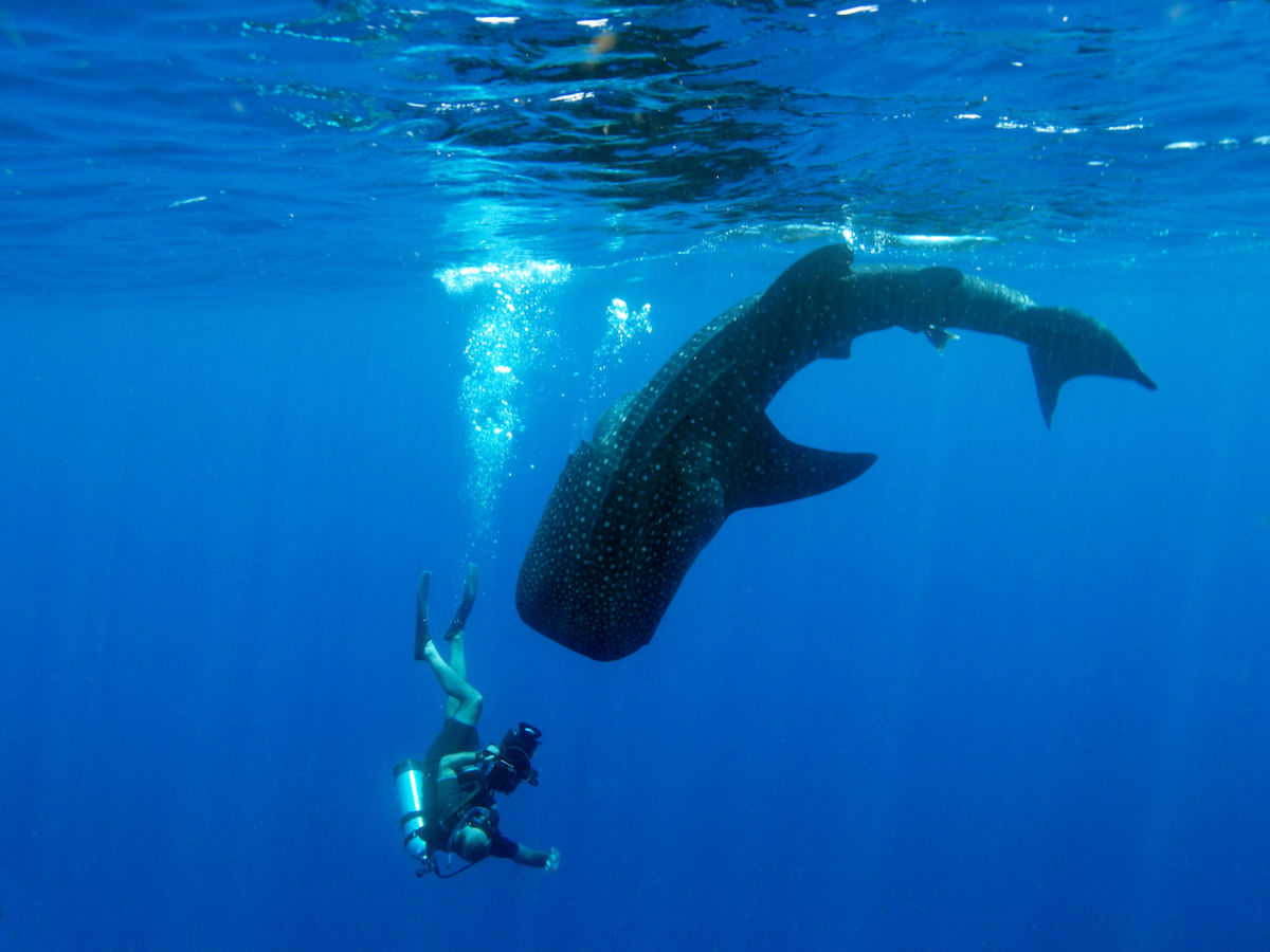Where To Swim With Dolphins, Whales, and Manatees in the Wild
