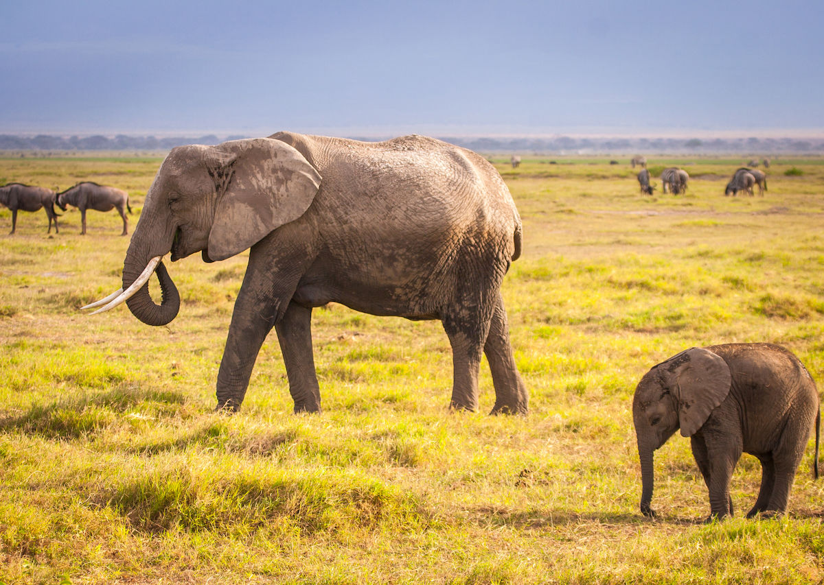 Dozens of Elephants Killed for Their Tusks in Massive Poaching Incident