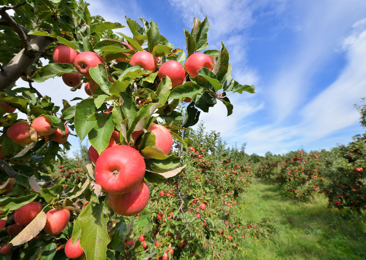 7 Beautiful Apple Orchards To Visit This Fall