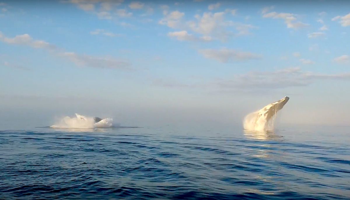 Three Whales Caught on Tape Breaching Simultaneously