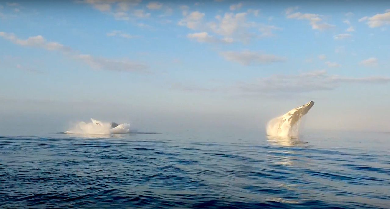 Three Whals Three Whales Caught on Tape Breaching Simultaneously