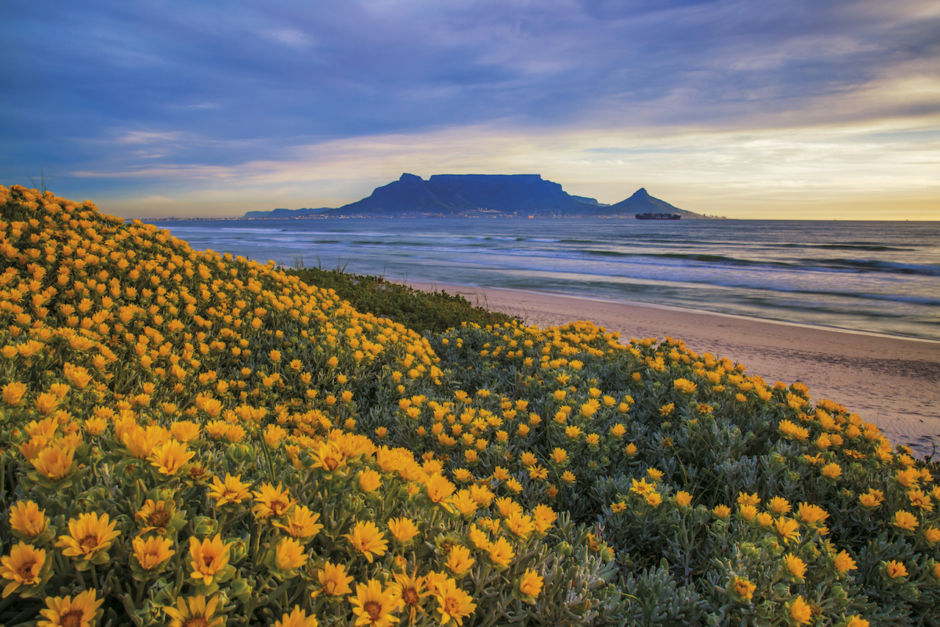 Widlflowers in Cape Town, South Africa, with a view of Table Mountain