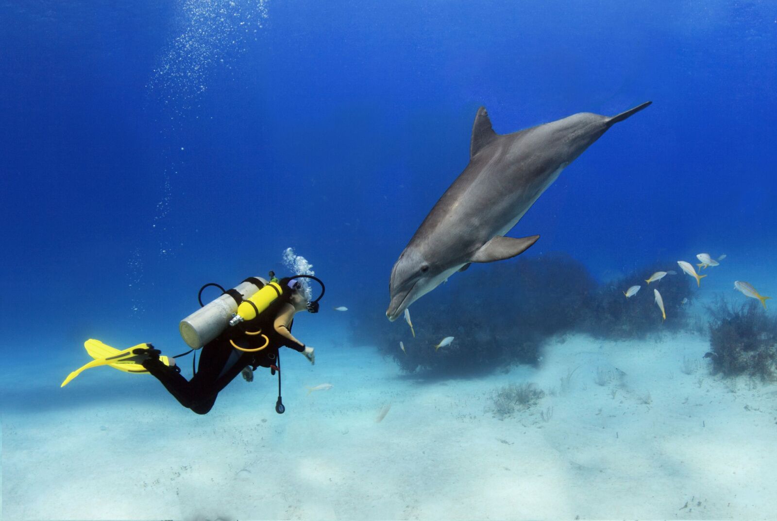 diver with dolphin