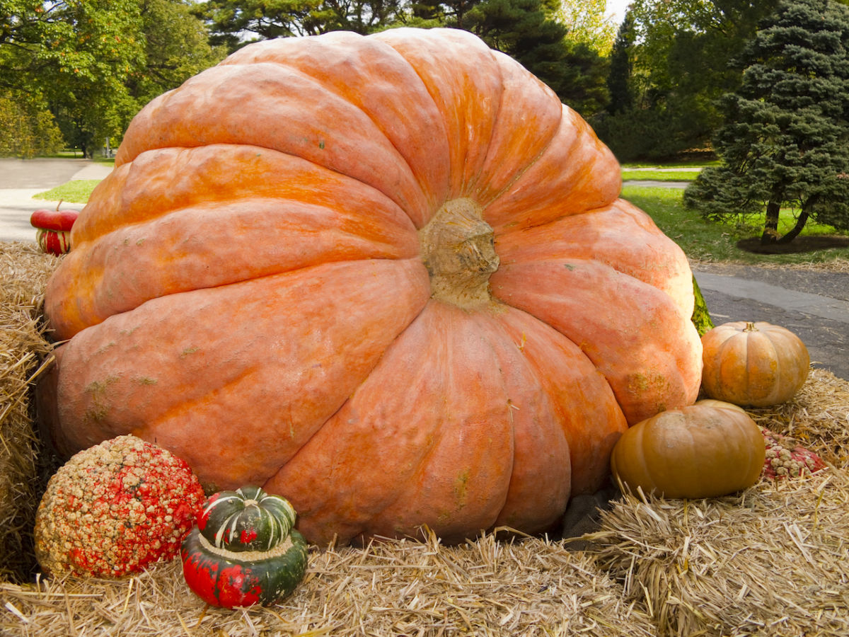 North America’s Largest Pumpkin Weighs 2,528 Pounds