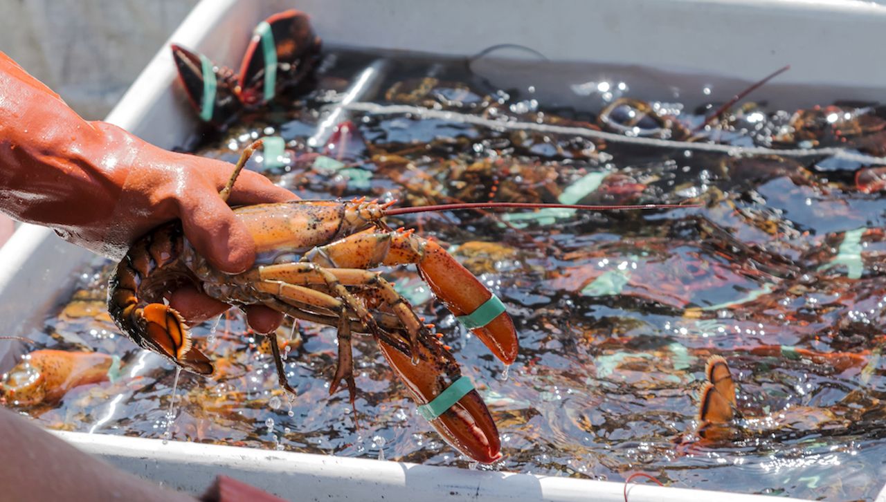 where-to-get-lobster-in-maine-in-the-fall