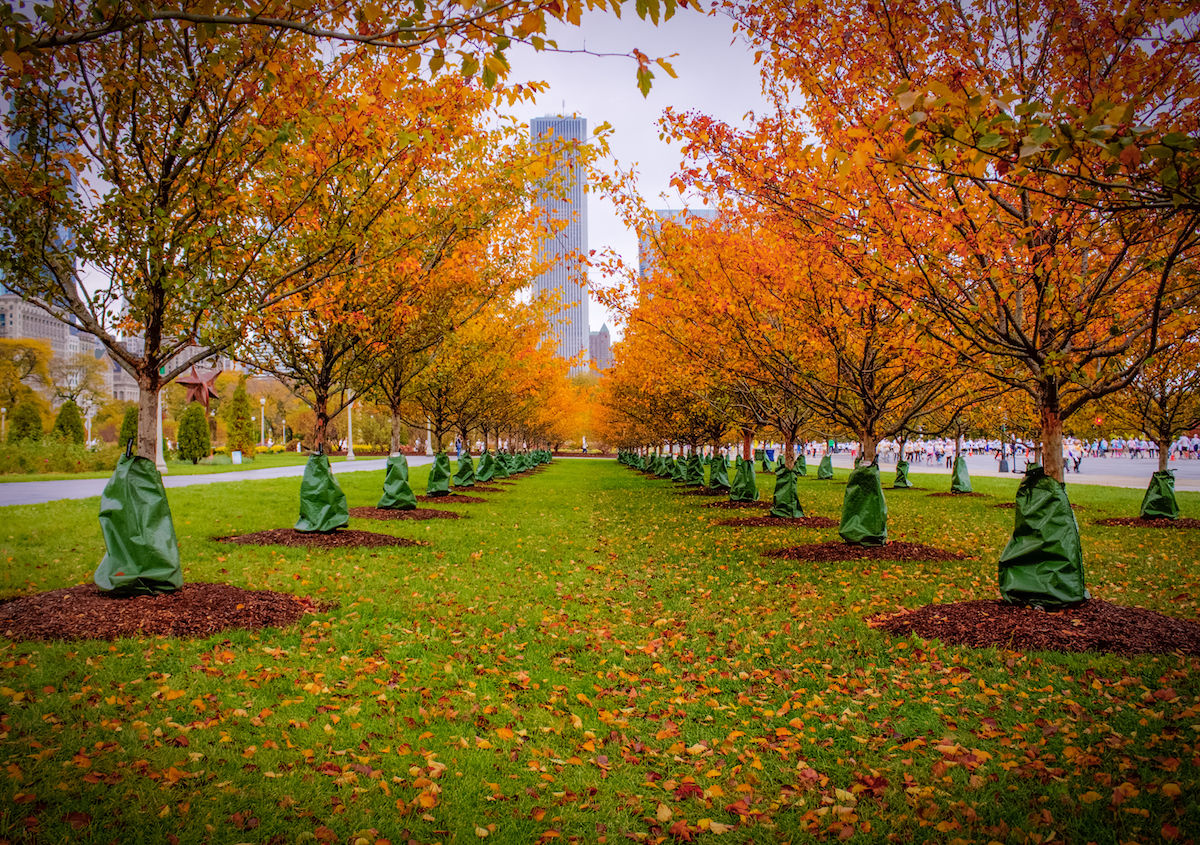 Fall In Chicago 2024 - Lisa Melisande