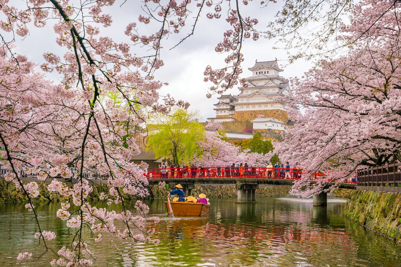 The Spring Cherry Blossoms in Japan Are Blooming in October