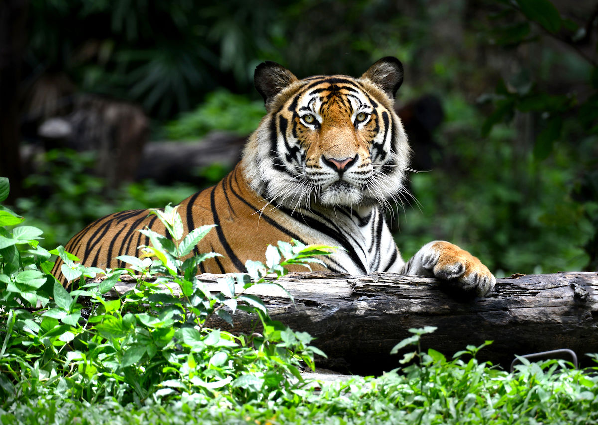 Where to See Bengal Tigers in the Wild