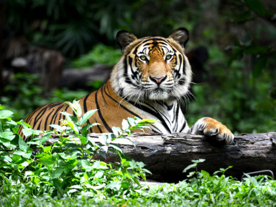 https://cdn1.matadornetwork.com/blogs/1/2018/11/Bengal-Tiger-in-forest-show-head-and-leg-560x420.jpg