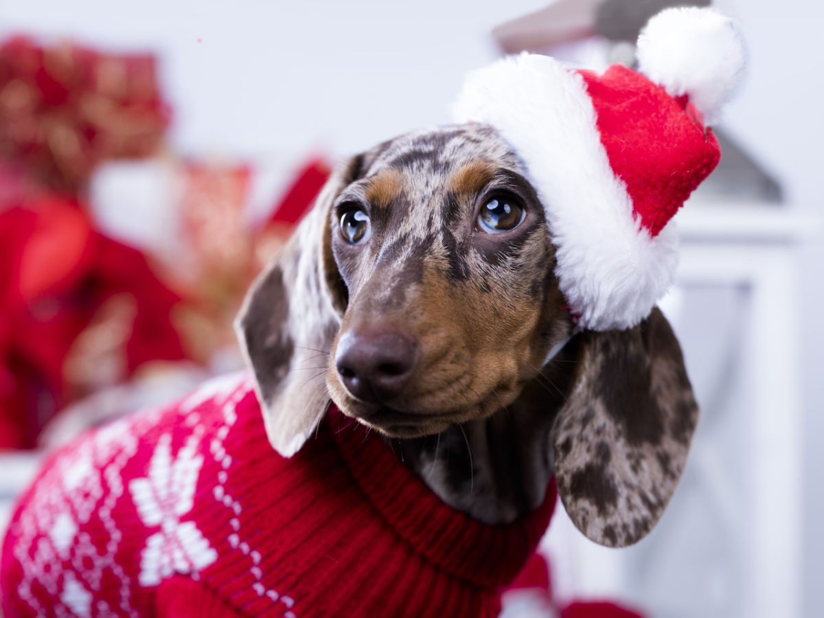 dachshund with light kitchen christmas towels