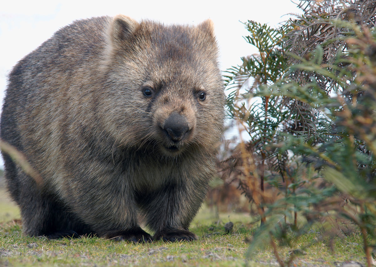 Why Wombat Poop Is Cube Shaped