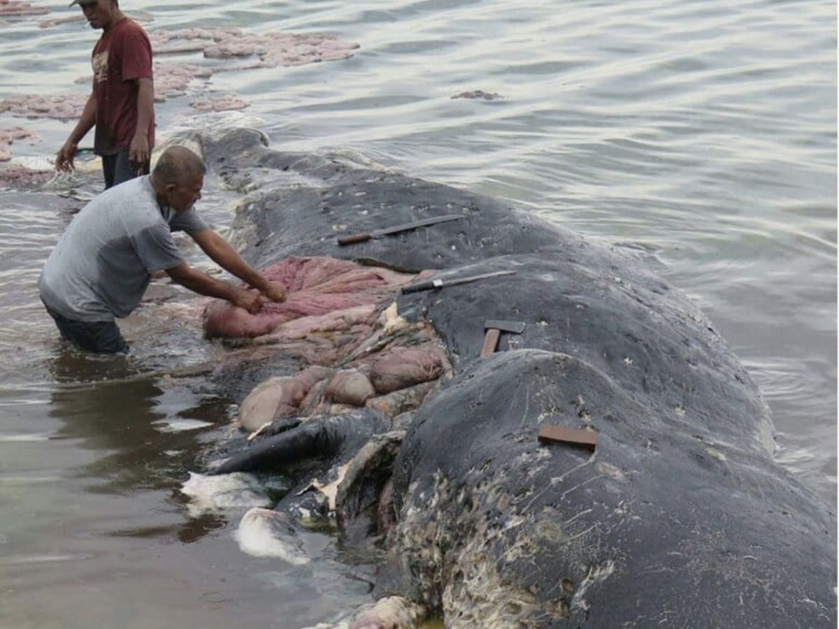 Sperm Whale in Indonesia Found Dead With 13 Pounds of Plastic in Its Stomach