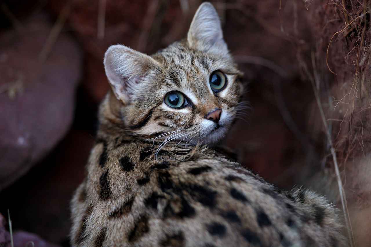Black-footed Small wild cats