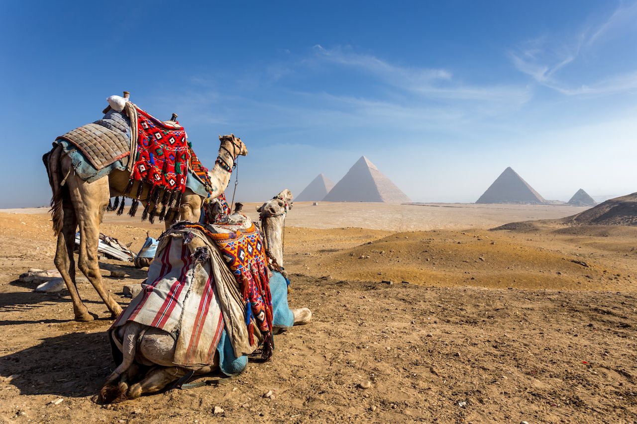 Camels near the pyramids in Cairo, Egypt