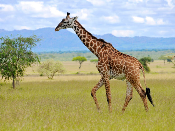 Masai Giraffes Have Just Been Declared Endangered