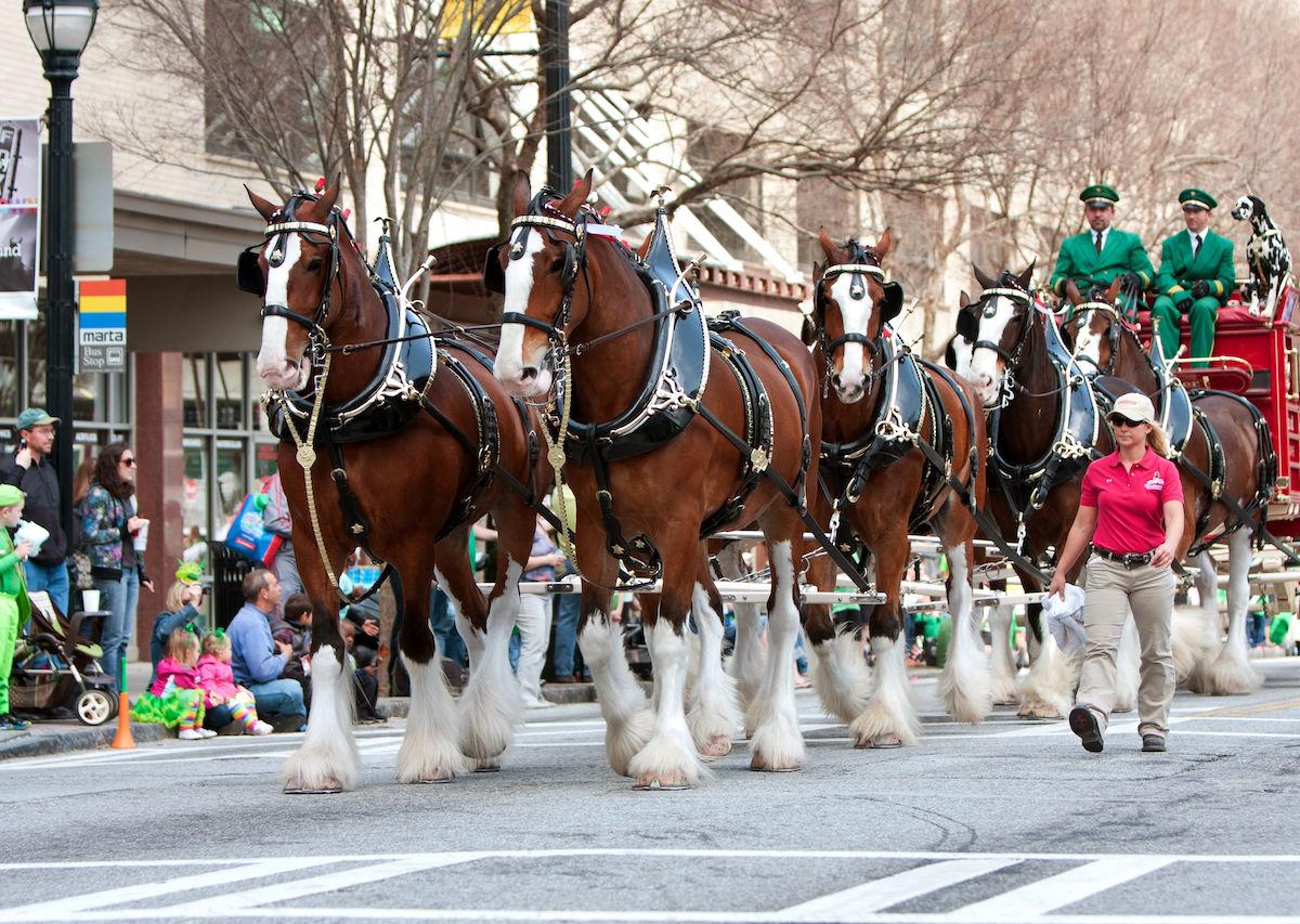 How Clydesdales Became Budweiser’s Mascots in 1933