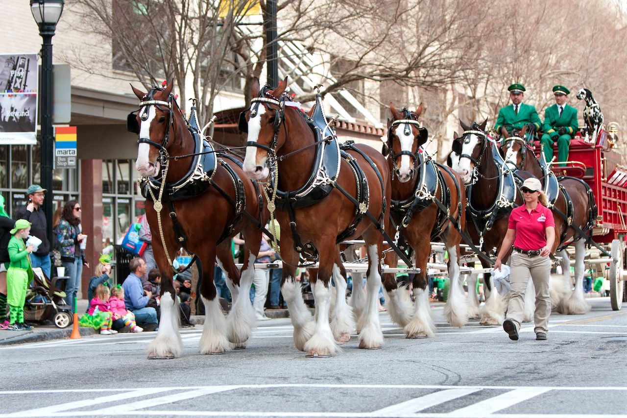 How Clydesdales Became Budweiser’s Mascots in 1933