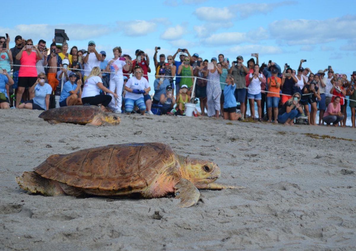 Where to See Sea Turtles in Florida