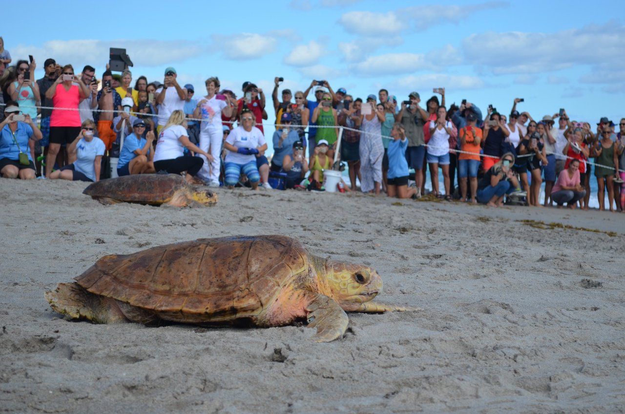 Where to See Sea Turtles in Florida