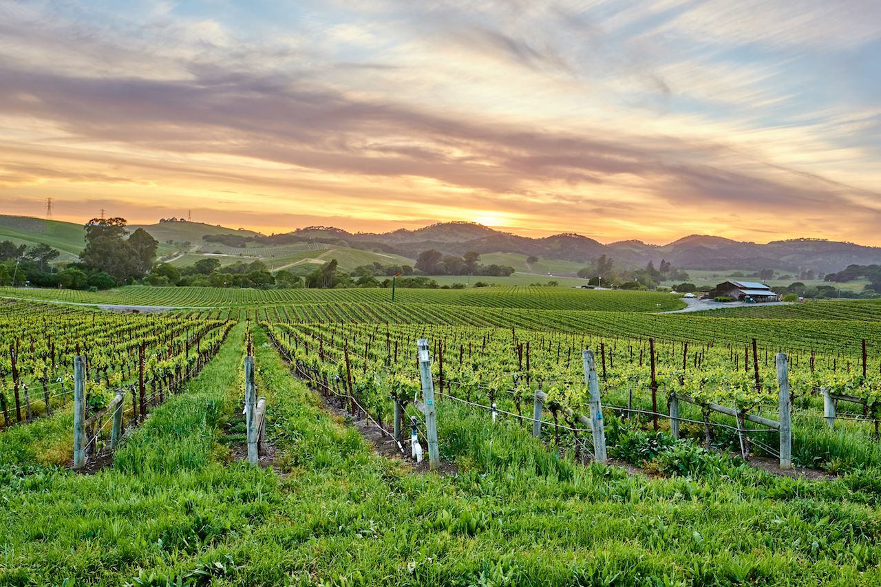 Sunset over vineyards in California, in one of the best wine regions in the US