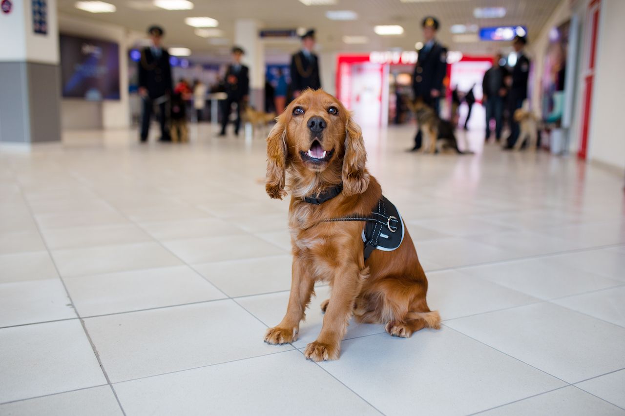Delta to Ban All Emotional Support Animals on LongHaul Flights