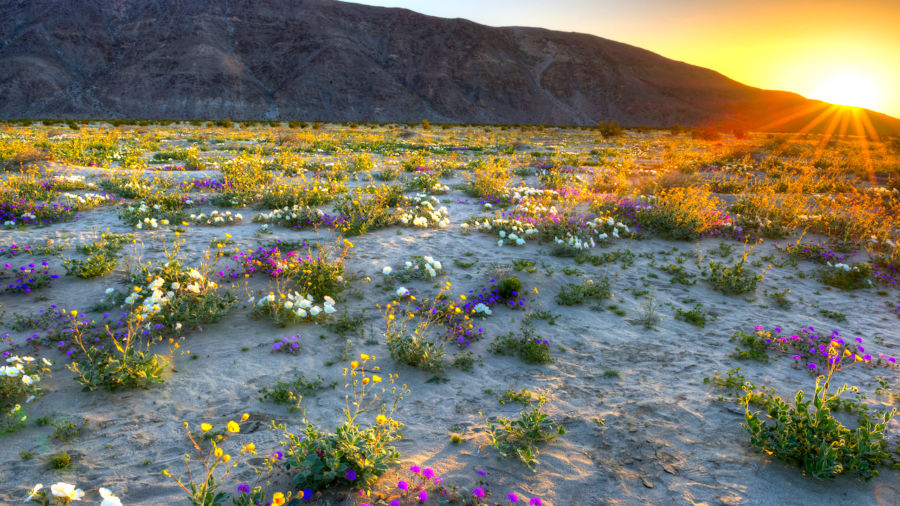 California Super Bloom Will Bring Huge Influx Of Tourists