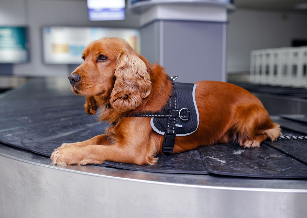 Tsa floppy sale eared dogs