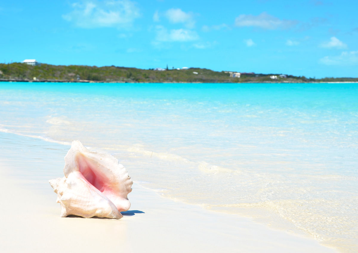 conchs-may-soon-be-extinct-in-the-bahamas