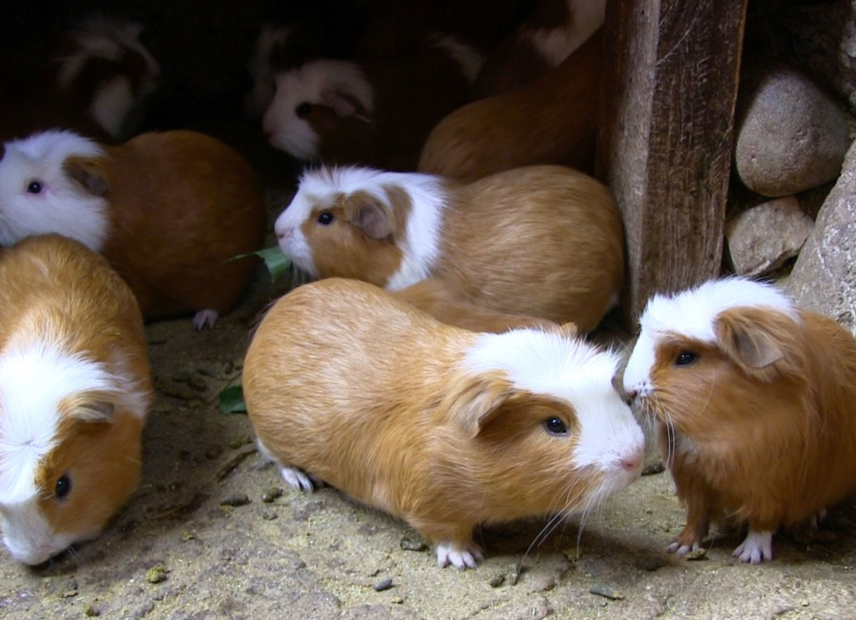 What country do outlet they eat guinea pigs