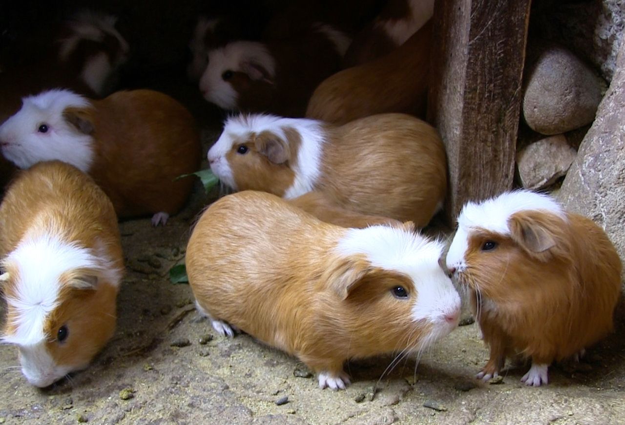 where do they eat guinea pigs