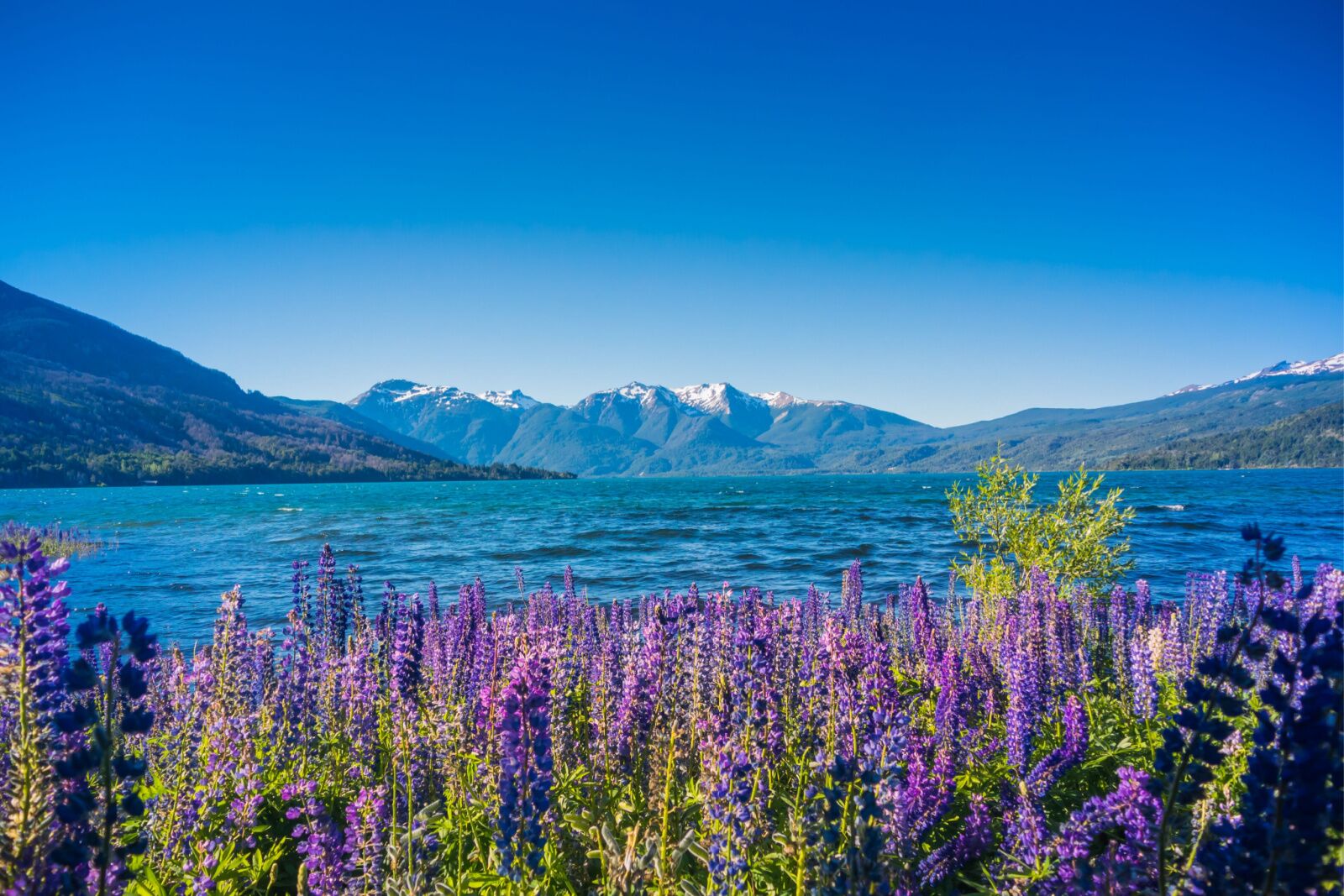 Purple flowers and a lake at Los Alerces National Park in Chile