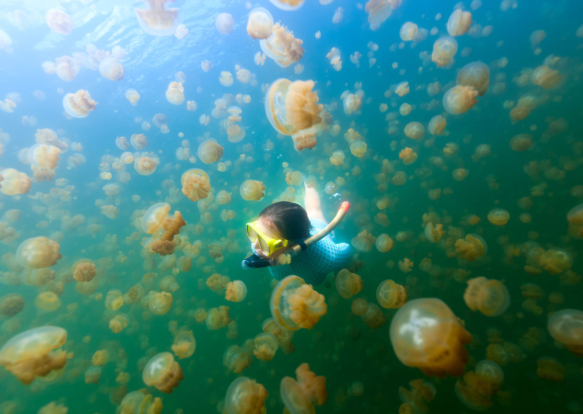 Jellyfish Lake Palau Pic