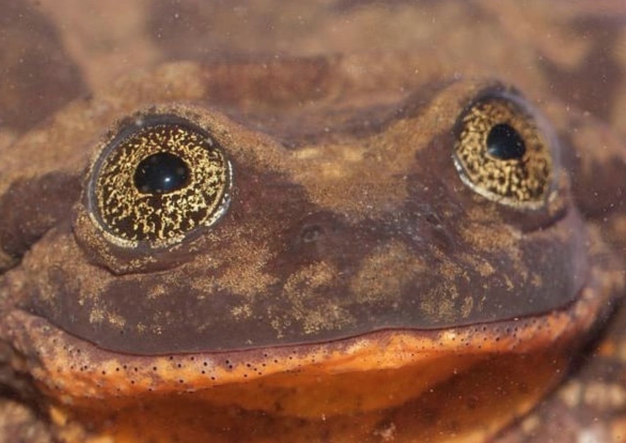 World’s Loneliest Frog Finally Has A Mate