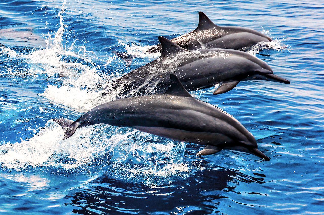 Jet Skiers in New Zealand Chased a Pod of Dolphins, Prompting Outrage