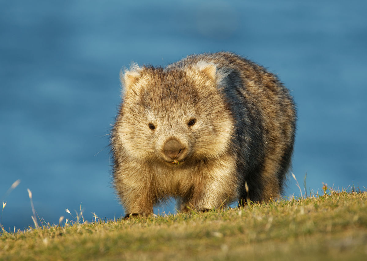 tasmania-asks-tourists-to-stop-bothering-wombats