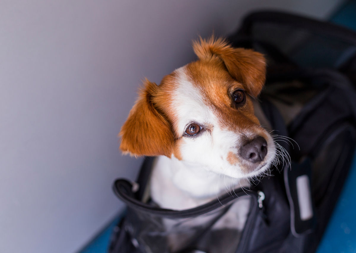 United Bans Emotional Support Animals Under Four Months Old