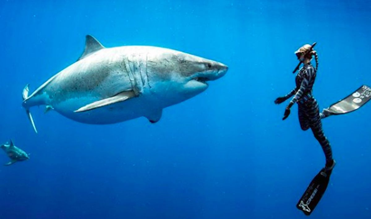 Biggest Great White Shark Ever Recorded in Hawaii