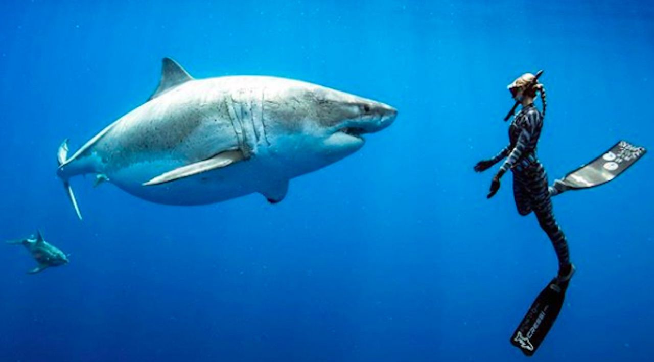 Biggest Great White Shark Ever Recorded in Hawaii