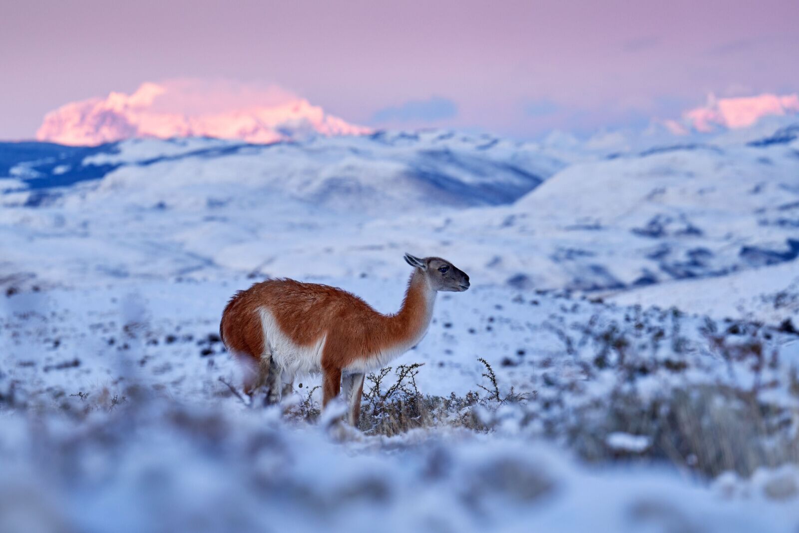 Winter scene with a guanaco in chile national parks