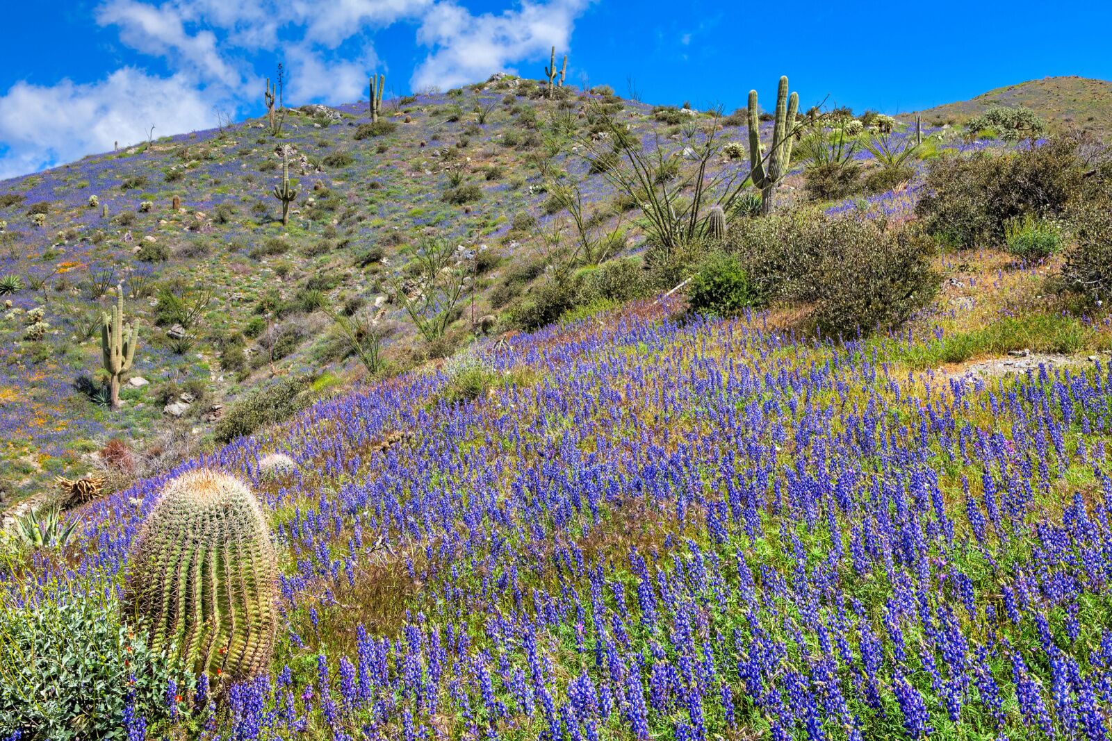 superstition wilderness wildflowers in arizona